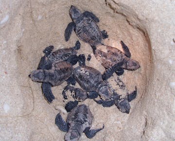Turtle Conservation volunteer project Trinidad and Tobago with IVHQ