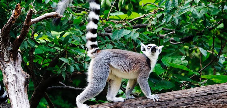 Volunteer abroad in Madagascar with International Volunteer HQ