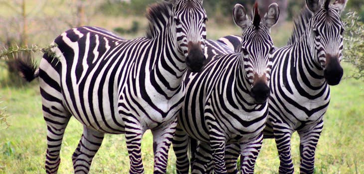 Volunteer abroad in Zambia with International Volunteer HQ