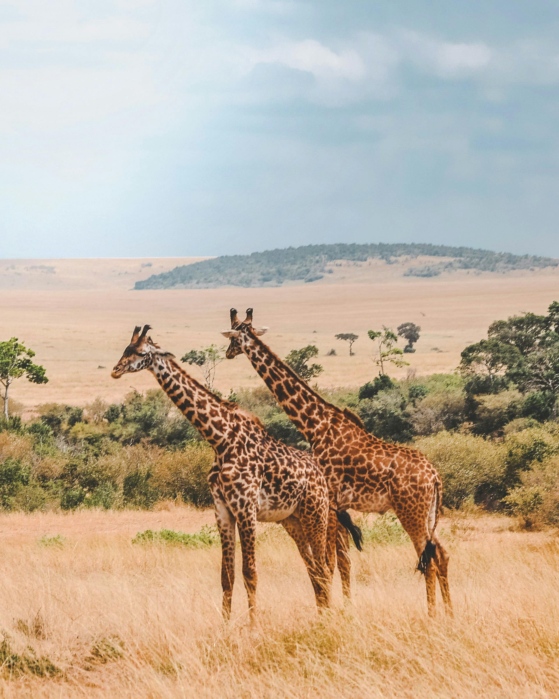 Volunteering in Africa with IVHQ