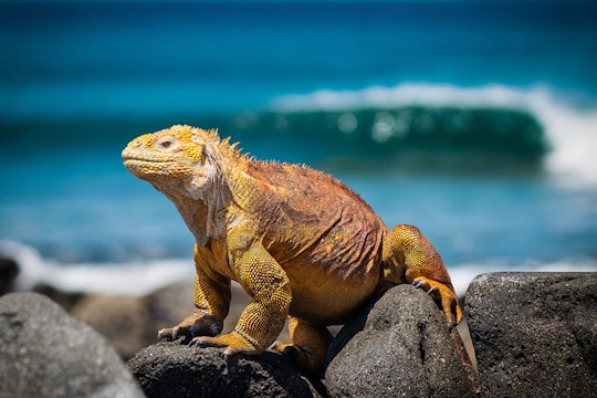 Volunteer on the Environmental Conservation project in Galapagos with IVHQ
